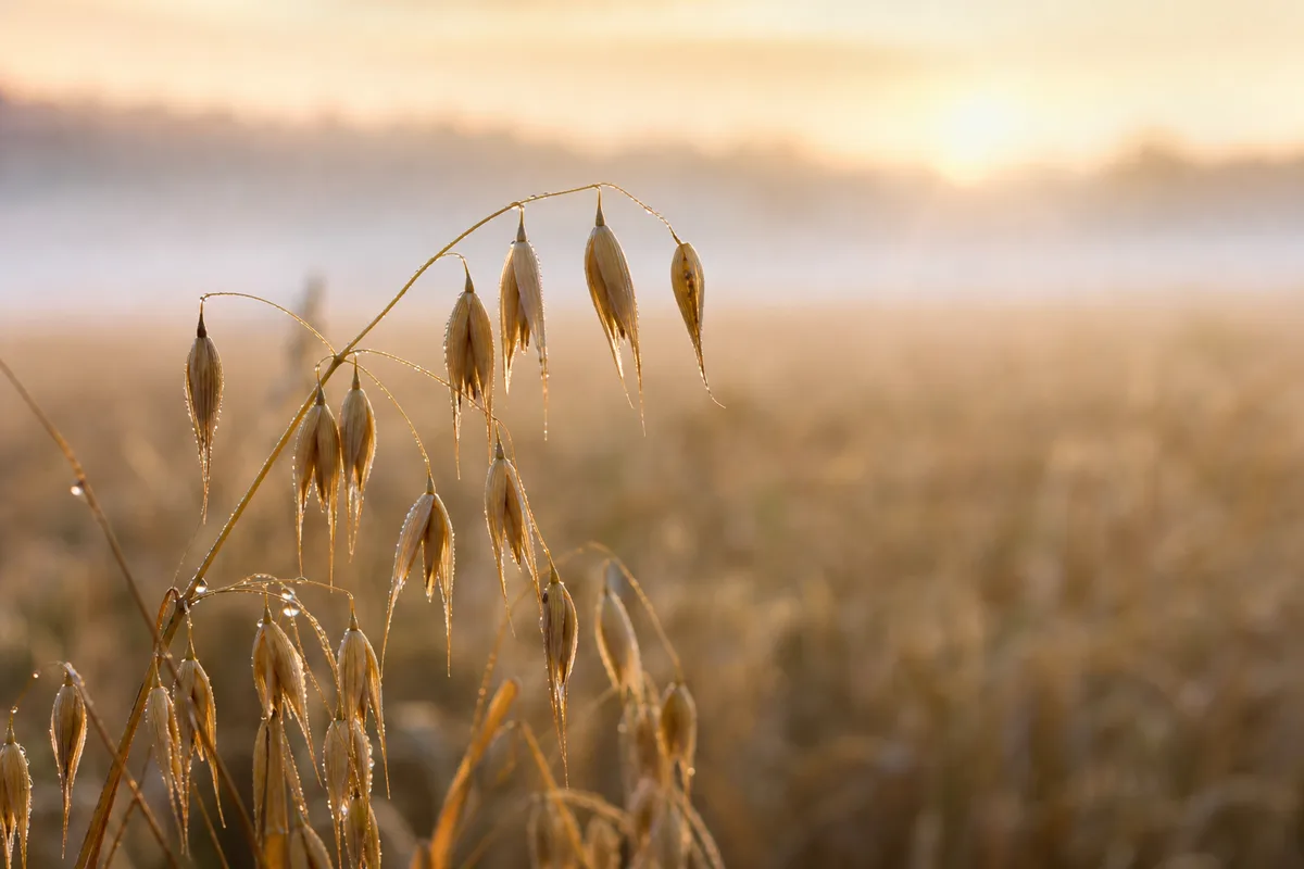 Épis d’avoine mûrs dans un champ au lever du jour, tiges dorées inclinées par le vent, arrière-plan flou